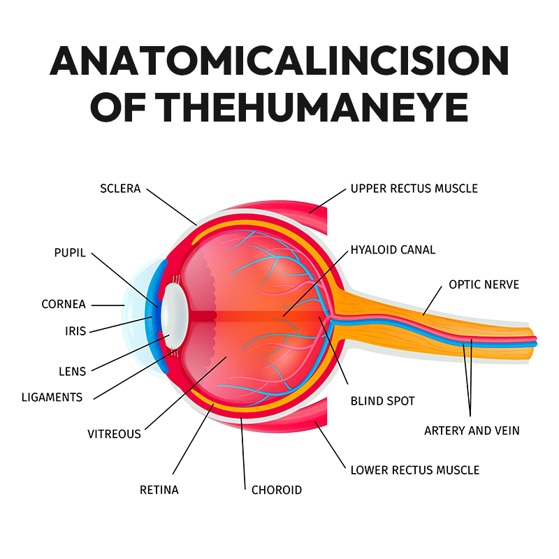 How Do Human Eyes Work?
